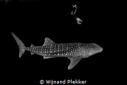 Whaleshark with snorkeler by Wijnand Plekker 